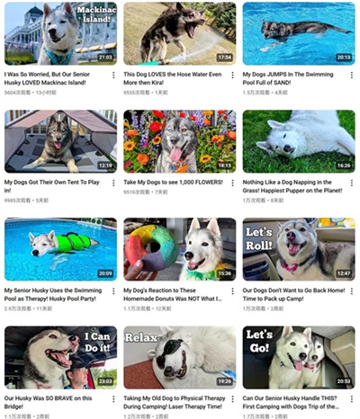 YouTube网红推荐:美国宠物健康护理博主频道内容
