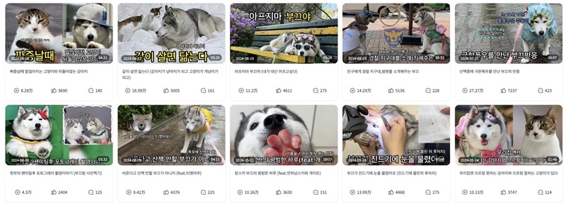 YouTube网红营销 ：韩国宠物类网红KOL推荐频道内容