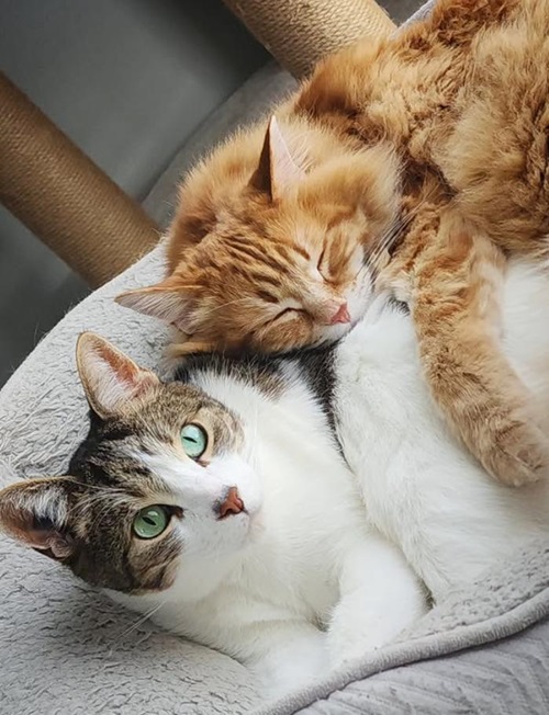 TikTok网红营销: 加拿大头部宠物博主宠物产品带货达人