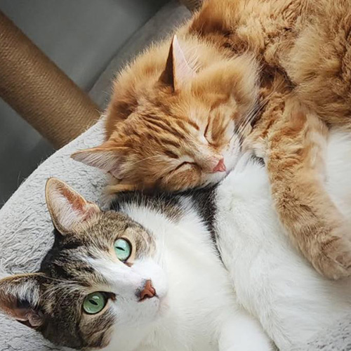 TikTok网红营销: 加拿大头部宠物博主宠物产品带货达人