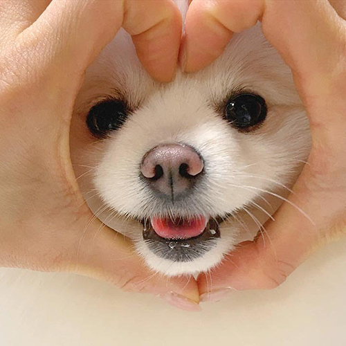 韩国宠物用品带货博主