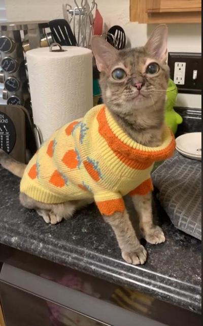 TikTok网红推广:美国猫类宠物海外博主