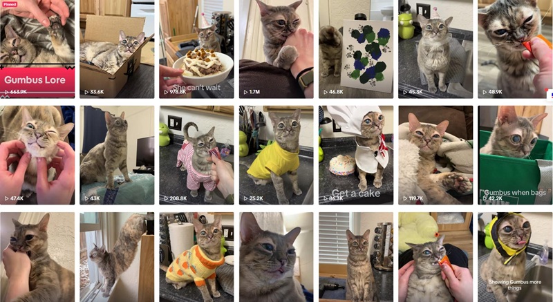 TikTok网红推广:美国猫类宠物海外博主频道内容