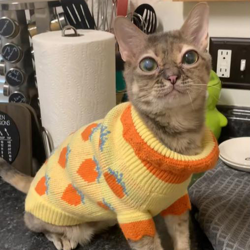 TikTok网红推广:美国猫类宠物海外博主