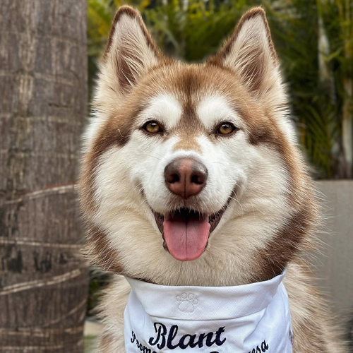 TikTok红人推广：s***s｜巴西 宠物