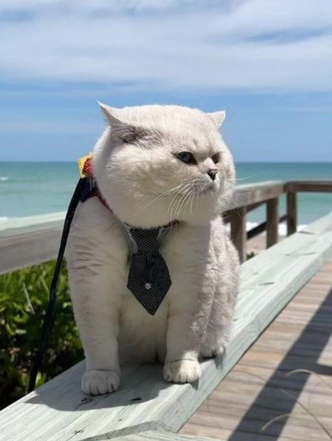 美国youtube宠物博主