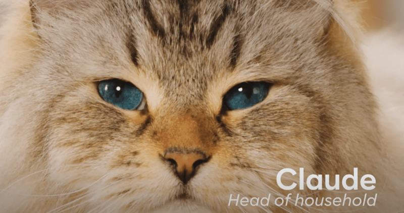 海外营销案例解析：稳住“毛孩子”，抓住钱袋子！