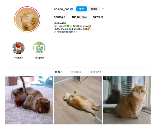 海外营销案例解析：稳住“毛孩子”，抓住钱袋子！